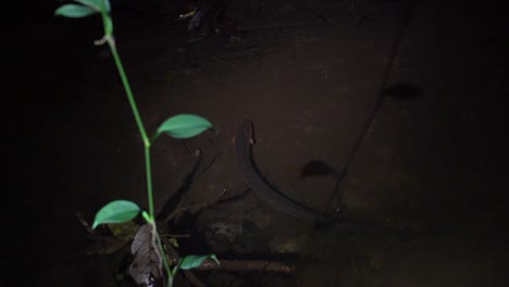 Caza-De-Anguila-Eléctrica-Por-La-Noche