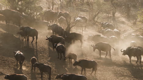 Afrikanische-Büffelherde,-Die-Während-Ihrer-Wanderung-Durch-Die-Staubige-Savanne-Läuft