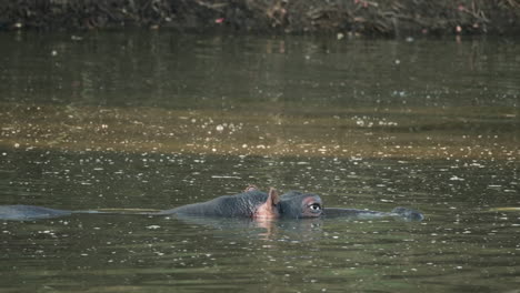 Primer-Plano-De-Un-Hipopótamo-Sumergido-En-El-Agua-En-África.