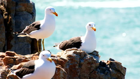 Three-kelp-gulls-Larus-dominicanus-on-rocks-of-coastline-in-sea-breeze-yawning
