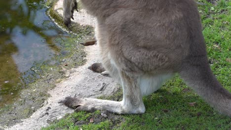 Legs-and-head-of-baby-kangaroo-peaking-out-from-mothers-pouch---Close-up-of-lower-body-of-adult-kangaroo-standing-close-to-lake-edge