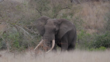 Gefährdeter-Afrikanischer-Buschelefant,-Der-Mit-Büschen-In-Der-Wildnis-Spaziert