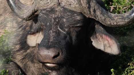 Nahaufnahme-Eines-Afrikanischen-Büffels,-Der-Gras-In-Der-Savanne-Kaut