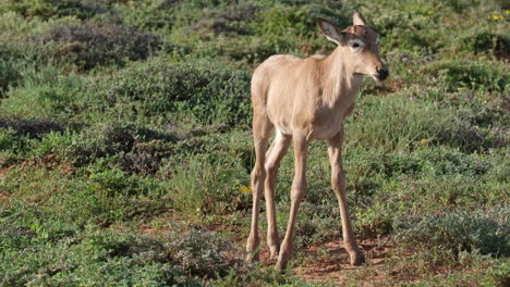 Young-Hartebeest-Scratching-Its-Head-With-Its-Leg-While-Standing-In-The-Field