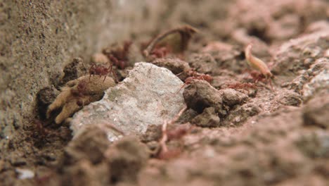 Hormigas-Trabajando-Y-Transportando-Comida-Con-Lente-Macro