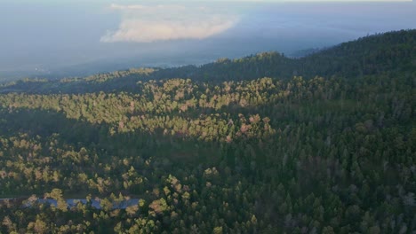 Luftaufnahme-Des-Endlosen-Grünen-Dschungelwaldes