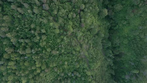 Aerial-view-tree-top-of-the-forest