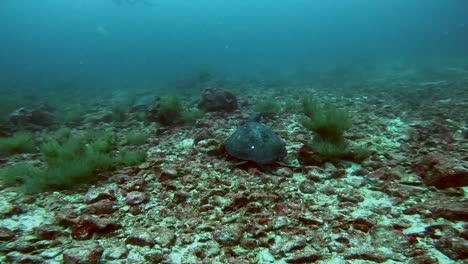 aquatic-shot-of-fish-and-turtle