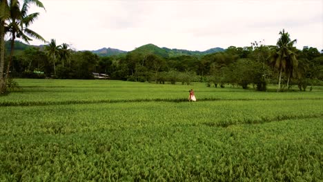 Toma-De-Drone-De-Un-Hombre-Que-Llevaba-A-Una-Mujer-En-La-Espalda-En-Un-Campo-Verde-De-Arroz.