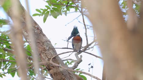 Amazonas-Eisvogel-Auf-Der-Suche-Nach-Beute