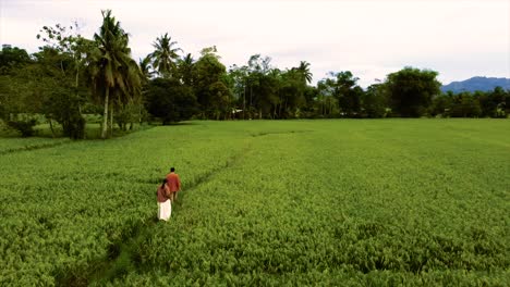 Toma-De-Drone-De-Un-Hombre-Que-Llevaba-A-Una-Mujer-En-La-Espalda-En-Un-Campo-Verde-De-Arroz.