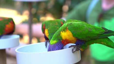 Wild-Rainbow-Lorikeets,-trichoglossus-moluccanus-gathered-around-bowl-of-sweet-nectars,-feeding-experience-with-Australian-native-wildlife-parrot-bird-species,-handheld-close-up-shot