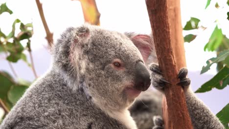 Süßer-Koala,-Phascolarctos-Cinereus-Mit-Flauschigem-Grauem-Fell,-Benommen-Und-Träumend-Tagsüber-Auf-Dem-Baum,-Nahaufnahme