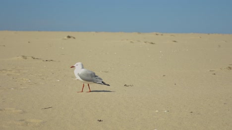 A-close-up-slow-motion-shot-of-a-sea-gull-walking-on-a-beach-in-Australia