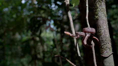 Slo-mo-of-Amazon-tree-boa-striking