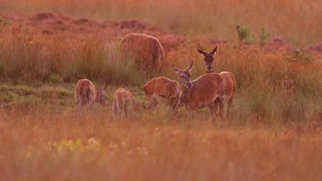 Red-deer-wallowing-in-grassy-meadow-at-golden-sunrise,-Veluwe,-rutting-season