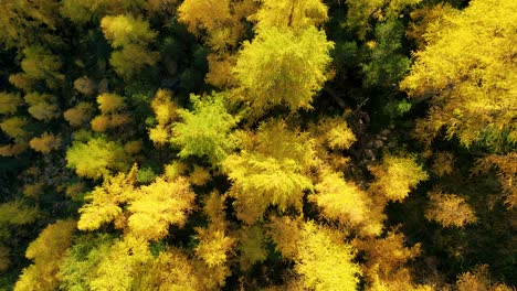 Switzerland,-Alps,-Alpen,-Nature,-Lark,-Autum,-Colour,-documentary,.mp4