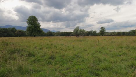 Distant-herd-of-deer-graze-green-grass-in-lush-country-meadow,-Ireland