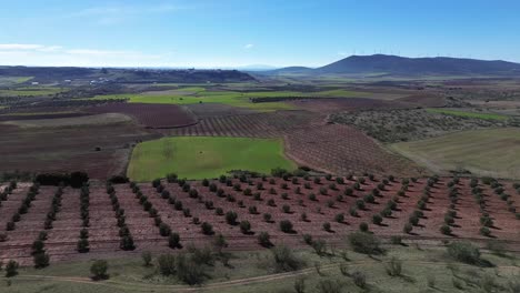 Landscape-of-crop-fields-with-olive-trees-and-mountains-from-a-drone-view