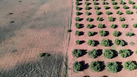 Berglandschaft-Aus-Drohnenansicht-Mit-Getreidefeldern-Und-Olivenbäumen