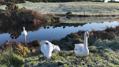 Four-white-swans-rest-on-frosty-autumn-morning-by-countryside-pond
