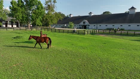 Vollblutpferde-Im-Kentucky-Horse-Park