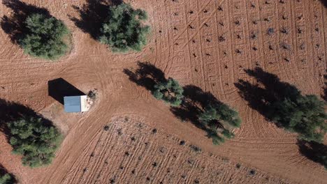 Drone-view-of-crop-field-with-olive-trees-and-withered-vineyard-on-a-sunny-day