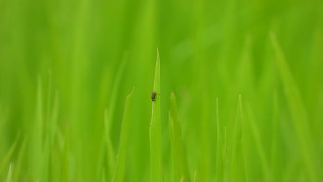 Rice-grass---green---bee-