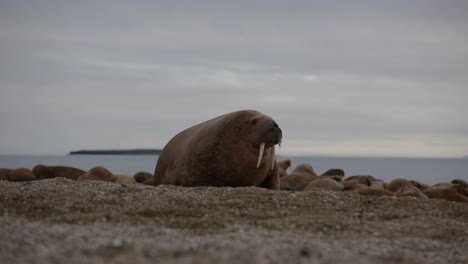 Big-Walrus-looking-around-before-joining-other-individuals-laying-on-the-beach