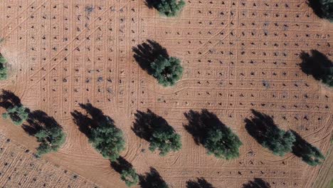 Zenithal-drone-view-of-crop-field-with-olive-trees-and-withered-vineyard-on-a-sunny-day
