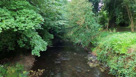 Narrow-shallow-stream-flows-through-lush-dense-green-country-forest