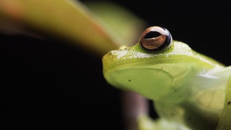 Close-up-of-the-Glass-tree-frog-in-the-Amazon-forest