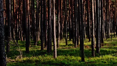 Von-üppigen-Grünen-Wäldern-Bis-Hin-Zu-Ruhigen-Waldgebieten-Fangen-Unsere-Aufnahmen-Die-Essenz-Der-Freien-Natur-In-Atemberaubenden-Details-Ein