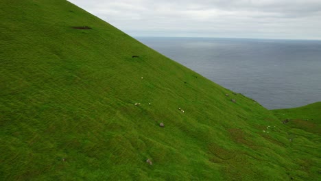 Flock-of-faroese-sheeps-resting-and-grazing-at-pasturelands-on-hillside-with-sea-behind,-Kalsoy