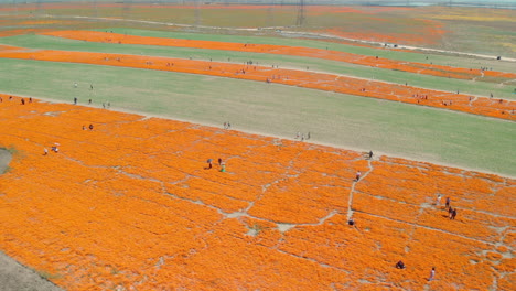 Flores-De-Amapola-Naranja-A-Lo-Largo-De-Senderos-En-California