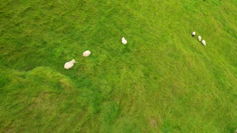 Aerial-tilt-down-view-of-Faroese-sheeps-resting-and-grazing-in-Kalsoy-Island,-4K