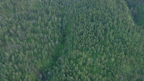 4K-aerial-view-flying-over-green-forest-in-a-rural-landscape,-Mt