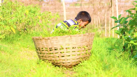 Ein-Kleiner-Junge-Räumt-Einen-Familiengarten-In-Bangladesch.-Alle-Familienmitglieder-Müssen-Bei-Der-Nahrungsernte-Helfen