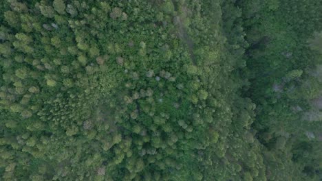 Fliegen-Sie-über-Die-Baumkrone-Des-Tropischen-Waldes