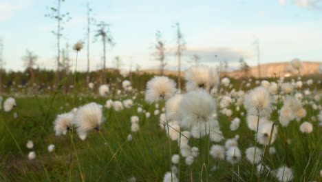 Tussock-cottongrass-up-close-swaying-in-the-wind-at-bog-during-summer
