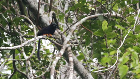 Un-Tití-De-Manos-Doradas-Salvaje-Y-Raro-En-Guyana