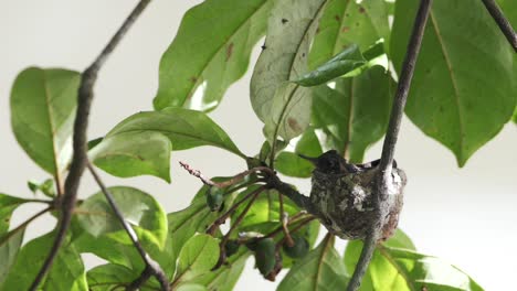 Kolibri-Nest-Mit-Küken-Darin