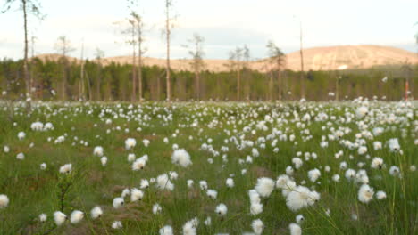 Cottongrass--on-a-field-during-sunny-day