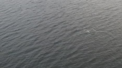 Luftaufnahme-Von-Weißschnauzendelfinen,-Die-An-Bewölkten-Tagen-Im-Isländischen-Fjord-Schwimmen-Und-Tauchen