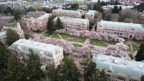 Aerial-approaching-shot-of-beautiful-cherry-trees-at-The-Quad-at-the-University-of-Washington-and-bay-in-background---Seattle,-America---tilt-up-shot