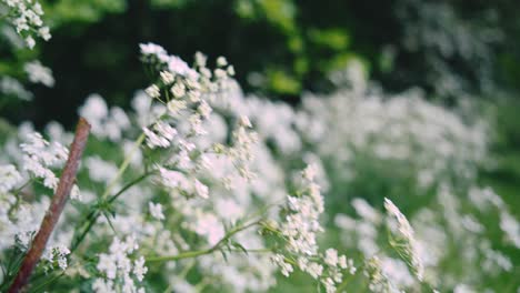 White-flowers-during-late-spring-out---close-up,-out-of-focus-bokeh