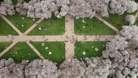 Toma-De-Arriba-Hacia-Abajo-De-Muchos-Estudiantes-En-El-Jardín-Con-Cerezos-En-La-Universidad-De-Washington,-El-Quad,-Seattle