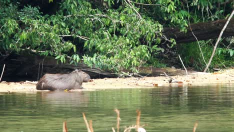 Wildes-Wasserschwein,-Das-Einen-Kühlen-Tag-Am-Flussufer-Verbringt