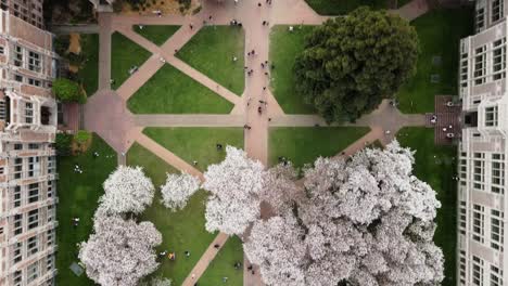 Toma-Aérea-De-Arriba-Hacia-Abajo-Sobre-Cerezos-En-Flor-Y-Estudiantes-Descansando-Al-Aire-Libre-En-La-Universidad-De-Washington-En-Seattle---Toma-Aérea-Con-Drones