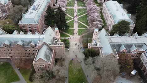 Luftaufnahme-Des-Quad-An-Der-University-Of-Washington-Mit-Blühenden-Kirschbäumen-In-Seattle-City,-Amerika